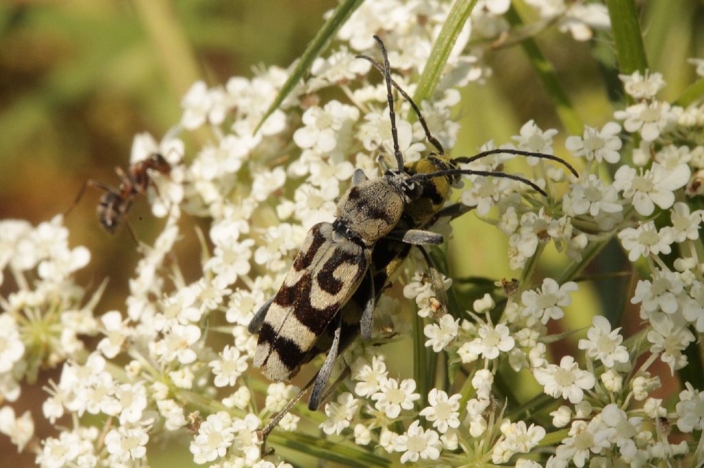 Chlorophorus varius